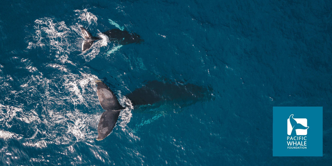 Pacific Whale Foundation, humpback whales