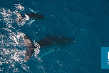 Pacific Whale Foundation, humpback whales