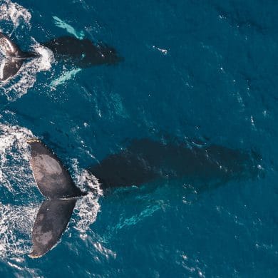 humpback whales,