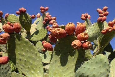 Mun, organic skincare, prickly pear seen oil, benefits of niacinimide