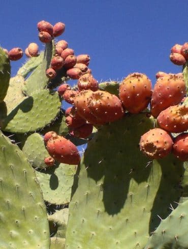 Mun, organic skincare, prickly pear seen oil, benefits of niacinimide