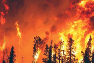 Parvati Magazine for MAPS, Marine Arctic Peace Sanctuary, forest fire
