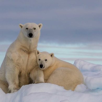 Parvati Magazine, Marine Arctic Peace Sanctuary, Science of MAPS, Arctic ocean ice