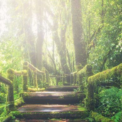 Parvati Magazine, MAPS, Marine Arctic Peace Sanctuary, Rainforest Trust, rainforest conservation